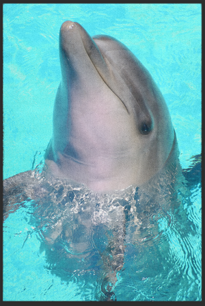 Bild in Slideshow öffnen, Fussmatte Delfin 10789
