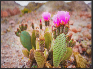 Bild in Slideshow öffnen, Fussmatte Kaktus 4996-Matten-Welt
