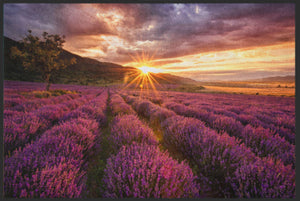 Bild in Slideshow öffnen, Fussmatte Lavendel 4865-Matten-Welt
